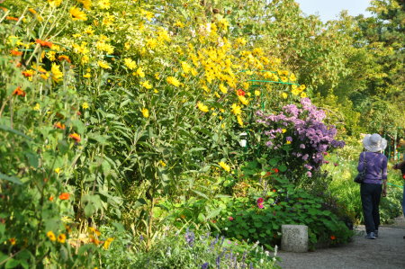 Fleurs géantes dans le jardin de Monet à Giverny