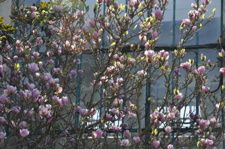Atelier de Monet et magnolia