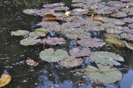 Nymphéas et pétales de glycine sur le bassin de Monet à Giverny
