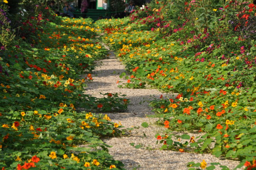 Capucines à Giverny