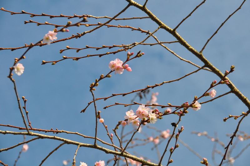 Cerisiers fleurs en automne