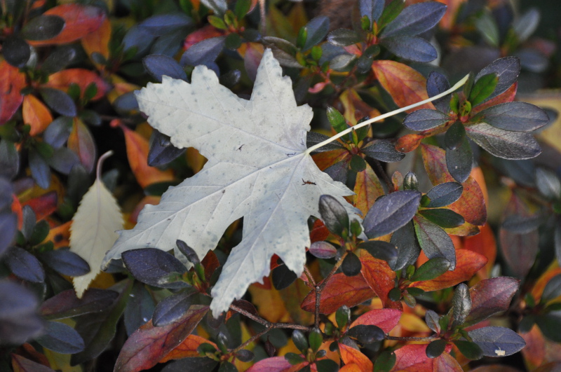 feuille d'automne à Giverny
