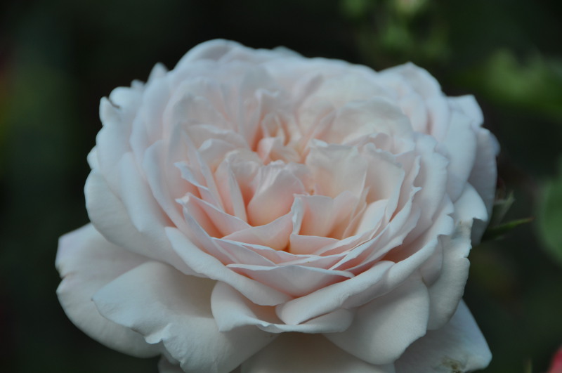 Rose à Giverny