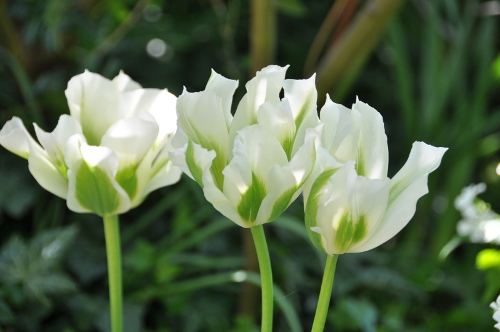 Tulipe viridiflora
