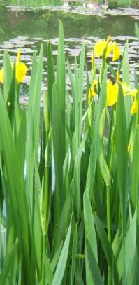 yellow irises