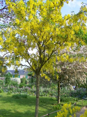 Cytise dans le jardin de Monet à Giverny