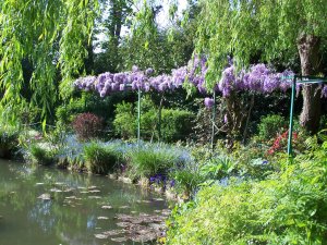 La glycine du bout du bassin de Monet à Giverny