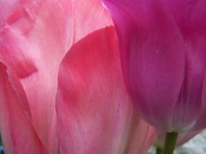 deux tulipes