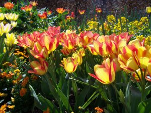 Tulipes à plusieurs têtes dans le jardin du Musée d'art américain à Giverny