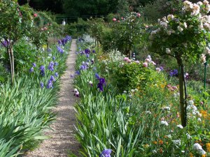 allée aux iris, jardin de Monet à Giverny