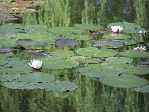 Nympheas blancs dans l'étang de Monet