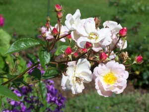 Rose simple dans le jardin de Monet à Giverny