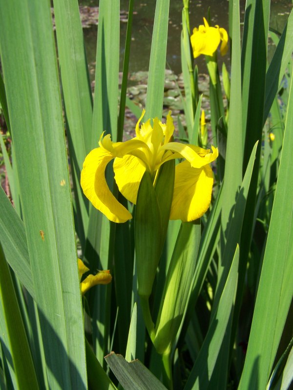 Iris jaune et blanc – Giverny News