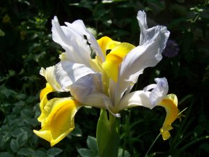 Iris jaune et blanc