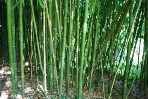 Bambou à Giverny
