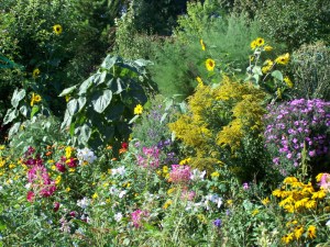 fleurs de fin d'été chez Monet à Giverny