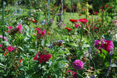 fleurs d'été à Giverny