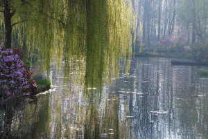 lumière matinale sur le bassin de Monet à Giverny