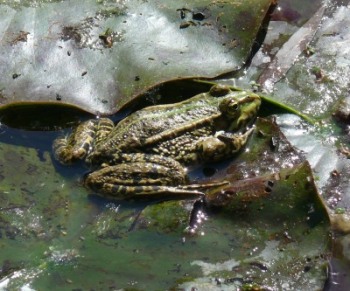 Grenouille à Giverny, photo Maurice Chernet