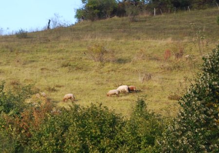 Moutons à Giverny