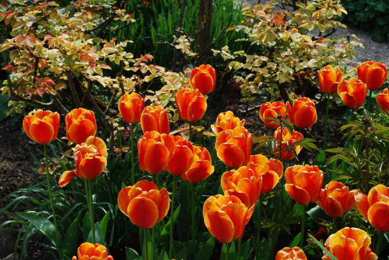 orange-and-purple-tulips-free-stock-photo-public-domain-pictures