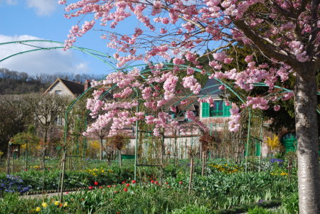 cerisier du Japon, jardin de Monet à Giverny