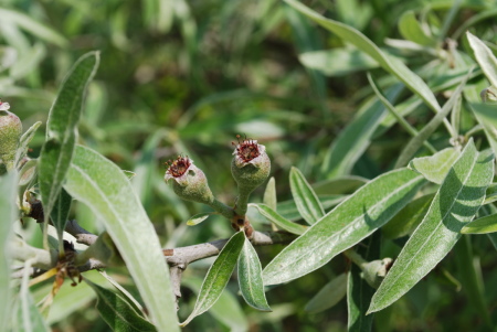 Poirier à feuilles de saule, pyrus salicifolia