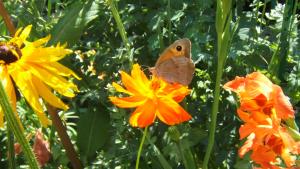 papillon dans le jardin de Monet à Giverny