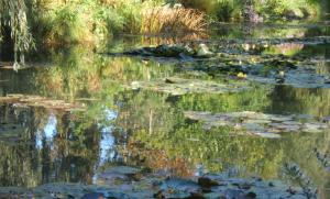 Reflets d'automne dans le jardin d'eau de Claude Monet