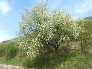 la colline entre Vernon et Giverny, floraison printanière