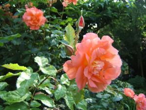 Rose orange dans les jardins de Monet à Giverny