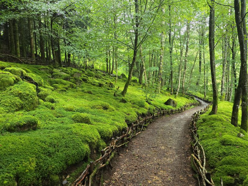 Le jardin de Berchigranges