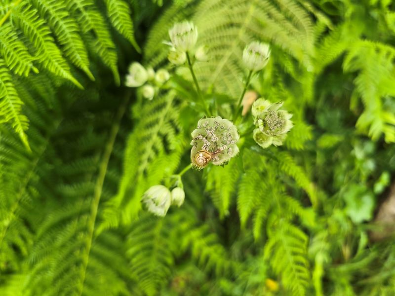 Le jardin de Berchigranges