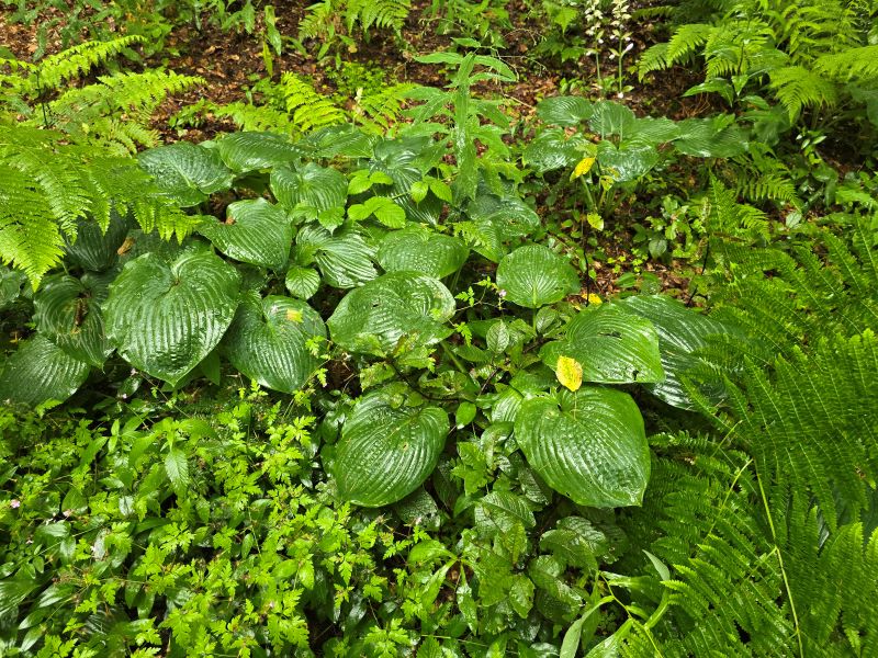 Le jardin de Berchigranges