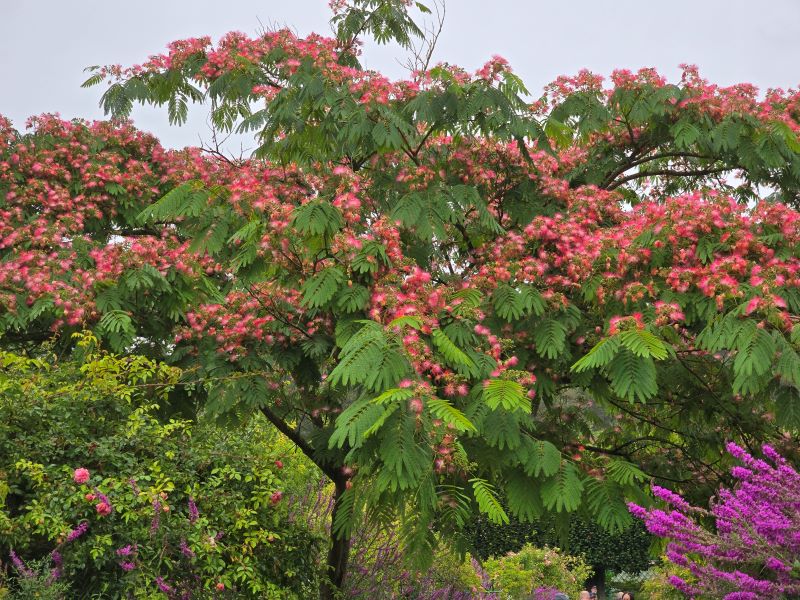 Giverny cet été