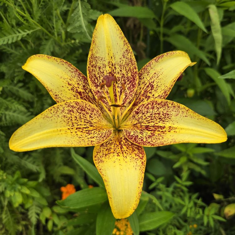 Giverny cet été