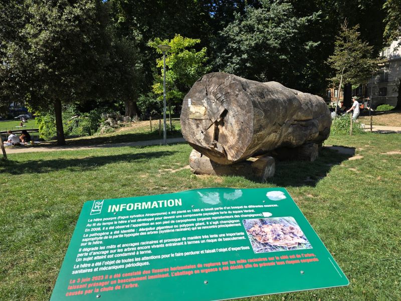 Des arbres sous surveillance