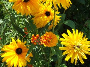 Harmonie de fleurs jaunes dans le jardin de Monet à Giverny