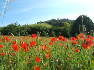 coquelicots à Giverny