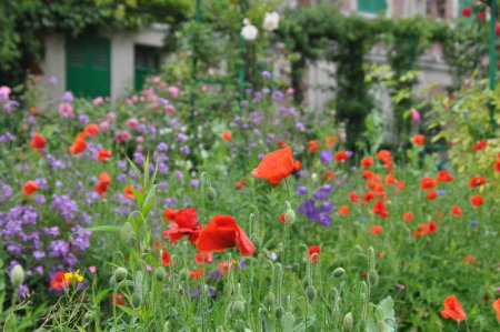 Coquelicot à Giverny