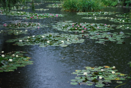 Le bassin de Monet sous la pluie