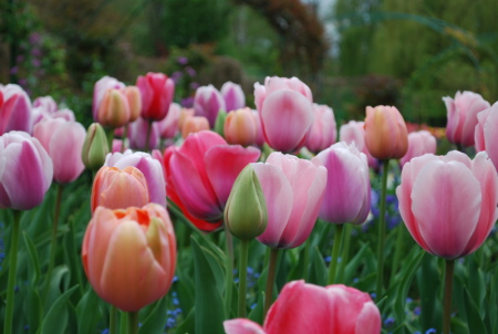 Tulipes, Giverny