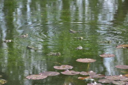 Grenouilles dan le bassin de Monet à Giverny