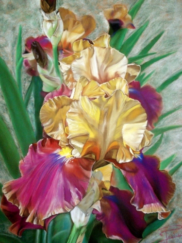 Iris éclatant, pastel de Sophie Peslier