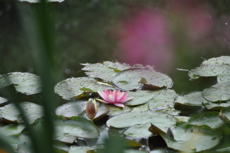 Nymphéa rose à Giverny