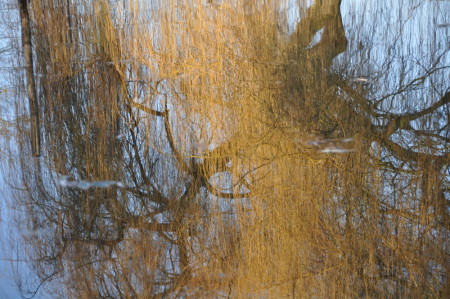 Reflet de saule dans l'étang de Monet