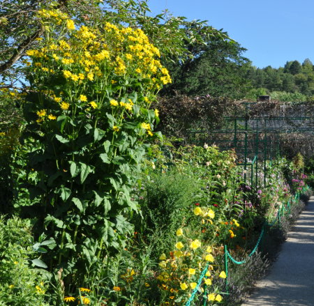 Silphium – Giverny News