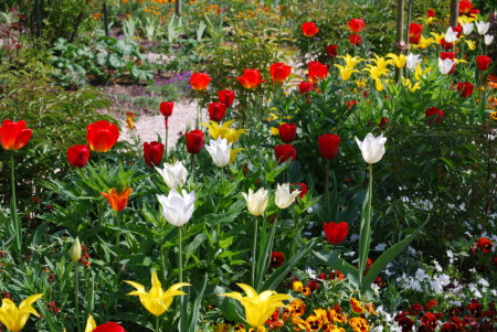 Tulipes à Giverny