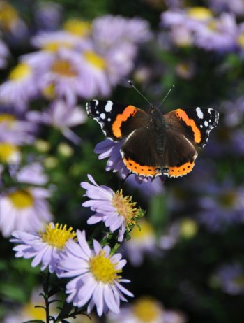 Papillon Vulcain à Giverny