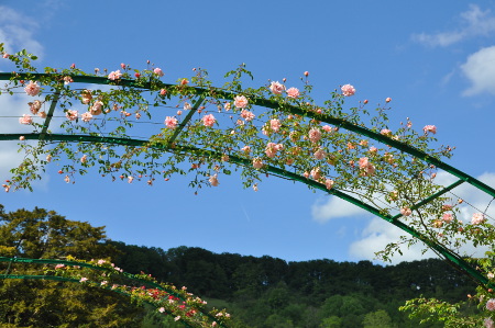 Arceau aux roses, Giverny